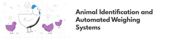 Chicken Identification and Automated Weighing Systems