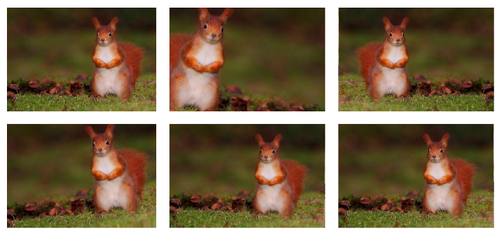 picture of squirrel with applied random transformations